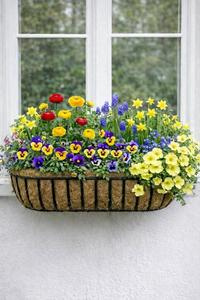 Sun Apr 26 English Hayrack Window Box 260426151